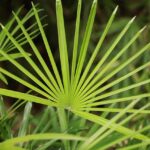 e-hu-wang-www_ewhooo_com-flora-7049199_640