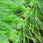 utefriesen-forest-horsetail-5215427_640 utefriesen-forest-horsetail-5215427_640